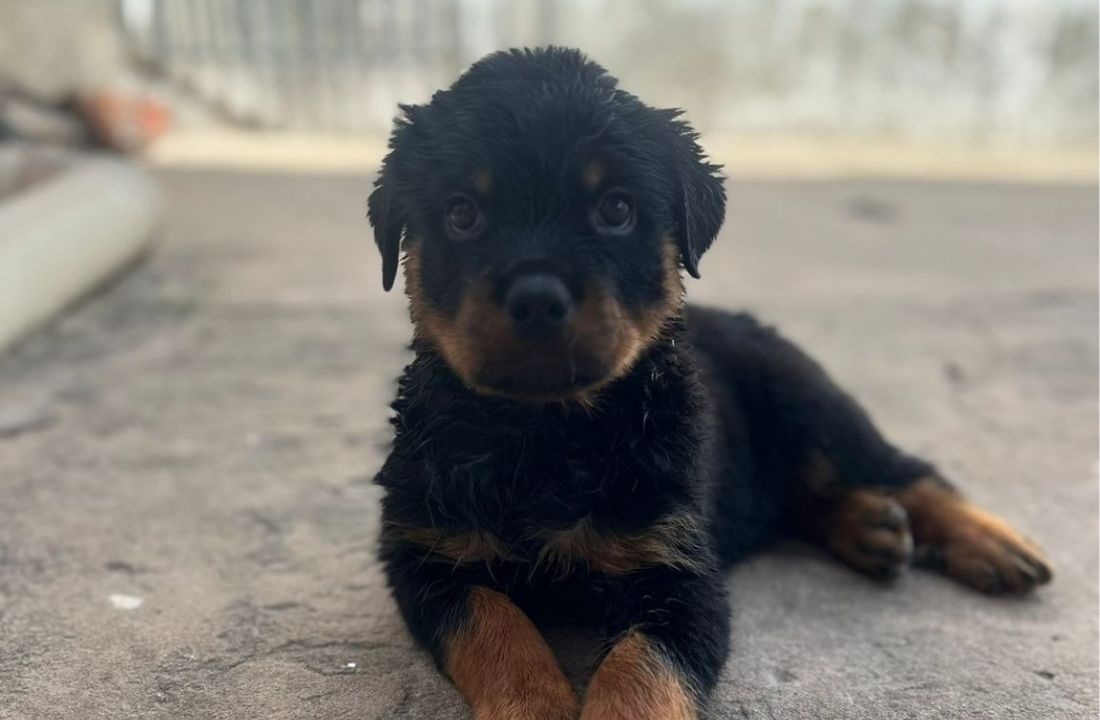 Filhote de Rottweiler furtado no Centro de Teresina é recuperado pela Polícia Civil