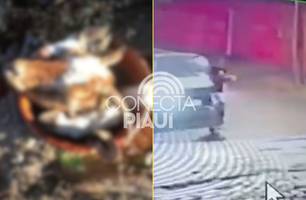 Moradora encontra cabeça de bode em trabalho perto de igreja em Teresina (Foto: Reprodução) Moradora encontra cabeça de bode em trabalho perto de igreja em Teresina (Foto: Reprodução)