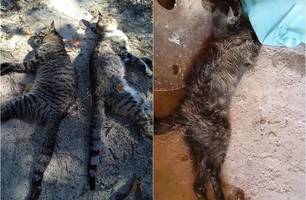 Moradores denunciam envenenamento de animais em cidade do Piauí (Foto: Reprodução) Moradores denunciam envenenamento de animais em cidade do Piauí (Foto: Reprodução)