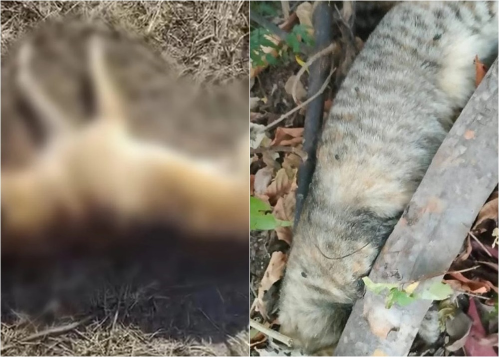 Morte em série de animais por envenenamento é registrada em cidade do Piauí