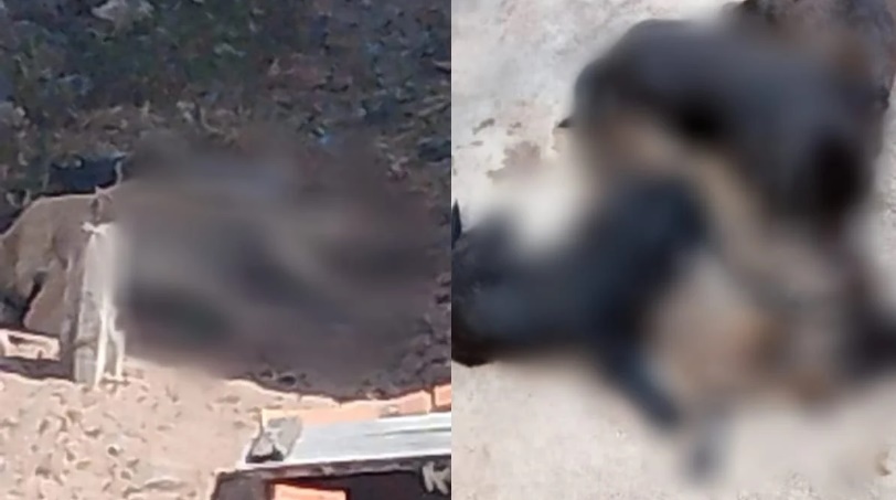 Morte em série de animais por envenenamento é registrada em cidade do Piauí