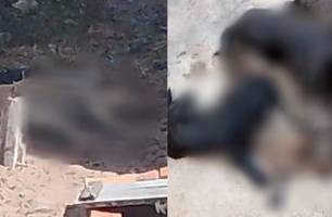 Morte em série de animais por envenenamento é registrada em cidade do Piauí (Foto: Reprodução)