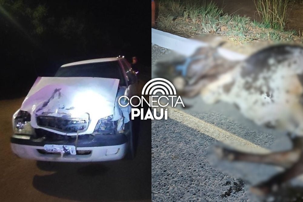 Motorista colide com vaca solta na PI-130 entre Nazária e Palmeirais