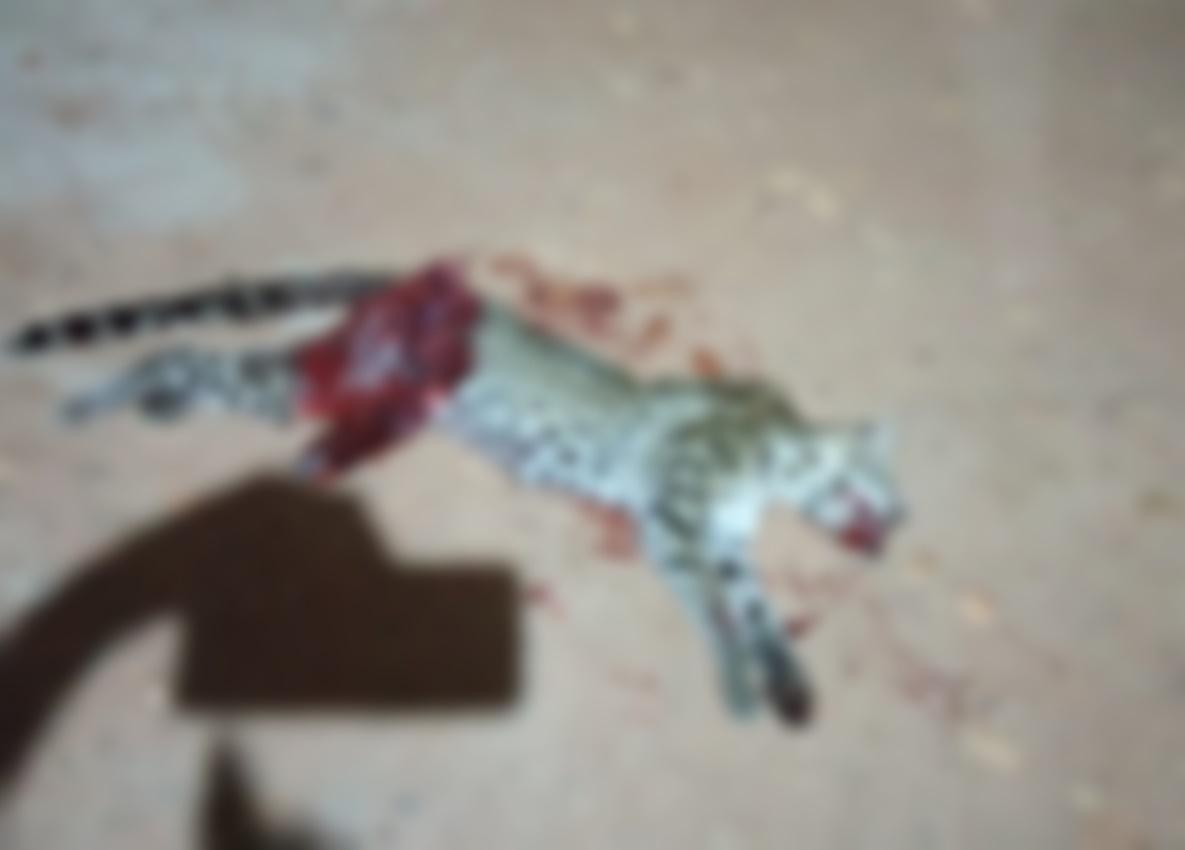 Onça-pintada morre após ser atropelada em estrada de Nazária