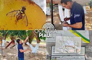 Piauí recebe armadilhas para combate da praga da mosca da carambola (Foto: Reprodução) Piauí recebe armadilhas para combate da praga da mosca da carambola (Foto: Reprodução)
