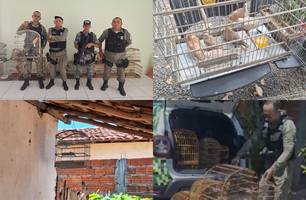 PM resgata mais de 50 aves silvestres durante ação em União; tucano está entre os animais apreendidos (Foto: Reprodução/Redes sociais)