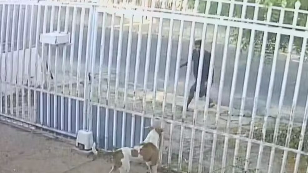 Polícia procura homem suspeito de esfaquear dois cães na zona Norte de Teresina