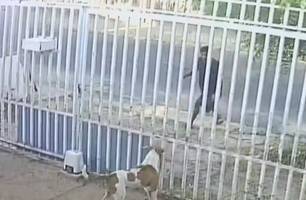 Polícia procura homem suspeito de esfaquear dois cães na zona Norte de Teresina (Foto: Reprodução/DPMA)