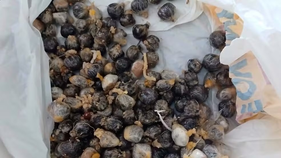 Preso retorna em São Luís de saída temporária com muita maconha no estômago