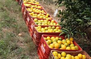 Setor de suco de laranja estima prejuízo de R$ 1,54 bi com tarifaço de Trump (Foto: Reprodução) Setor de suco de laranja estima prejuízo de R$ 1,54 bi com tarifaço de Trump (Foto: Reprodução)