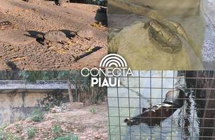 Zoobotânico de Teresina passa por revitalização e terá visitas durante a noite (Foto: Conecta Piauí) Zoobotânico de Teresina passa por revitalização e terá visitas durante a noite (Foto: Conecta Piauí)
