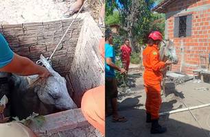 Cavalo cai em fossa e é resgatado por bombeiros na zona Rural de Teresina (Foto: Reprodução) Cavalo cai em fossa e é resgatado por bombeiros na zona Rural de Teresina (Foto: Reprodução)