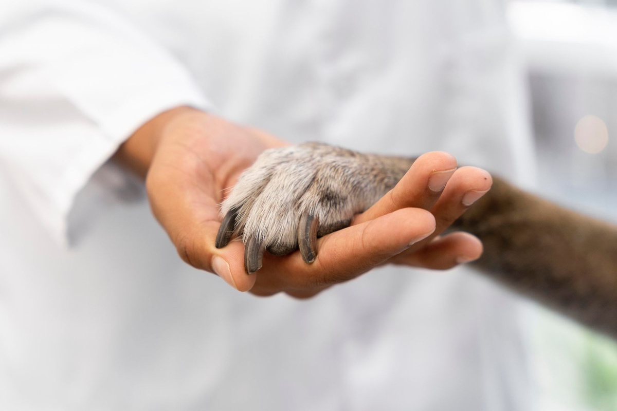 PICNIC do Veterinário reforça cuidados aos animais e arrecada recursos para APIPA