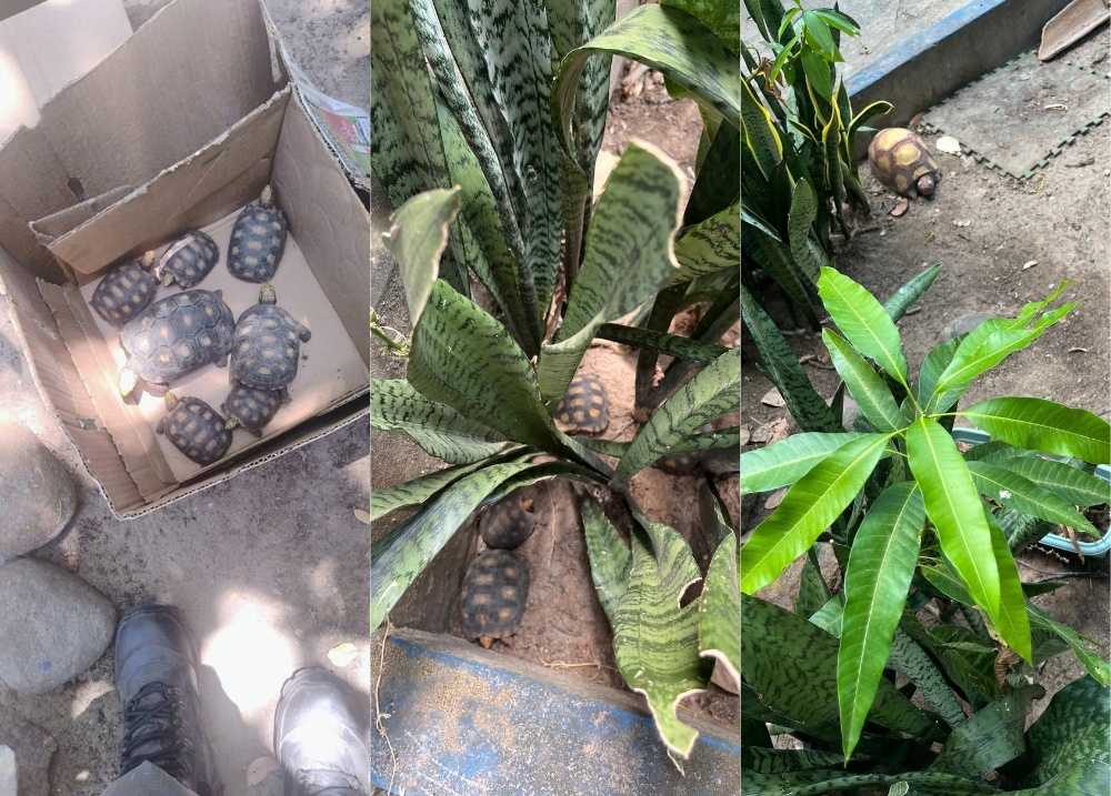 PM resgata 17 filhotes de jabutis mantidos ilegalmente em cativeiro em Altos