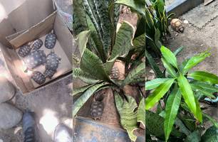 PM resgata 17 filhotes de jabutis mantidos ilegalmente em cativeiro em Altos (Foto: Divulgação/PMPI) PM resgata 17 filhotes de jabutis mantidos ilegalmente em cativeiro em Altos (Foto: Divulgação/PMPI)