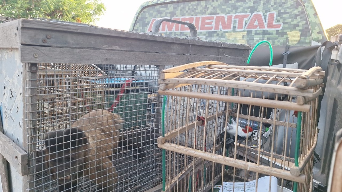PM resgata animais silvestres mantidos em cativeiro em Caraúbas do Piauí