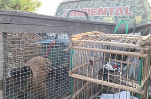 PM resgata animais silvestres mantidos em cativeiro em Caraúbas do Piauí (Foto: Divulgação/PMPI) PM resgata animais silvestres mantidos em cativeiro em Caraúbas do Piauí (Foto: Divulgação/PMPI)