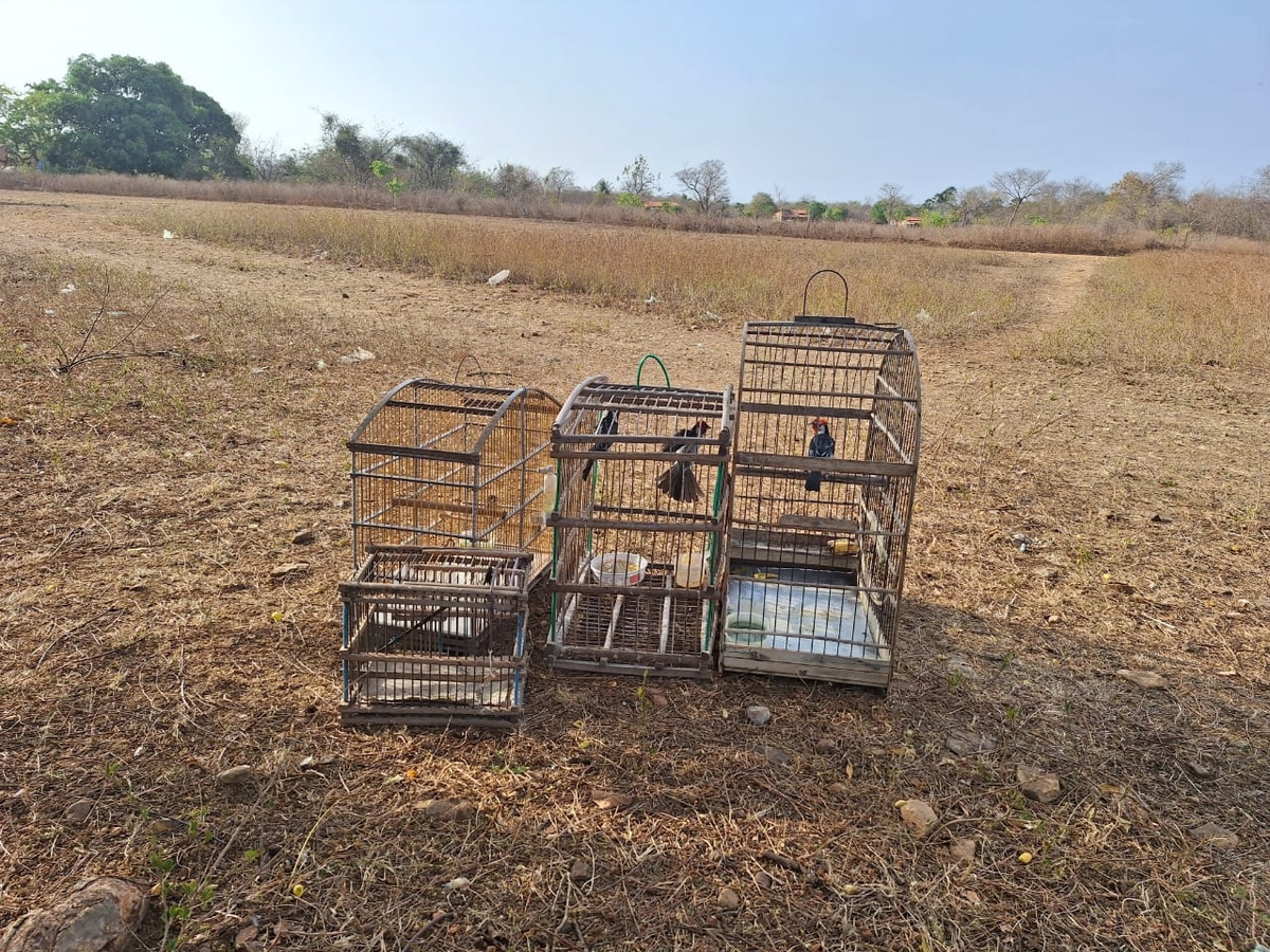 PM resgata animais silvestres mantidos em cativeiro em Caraúbas do Piauí