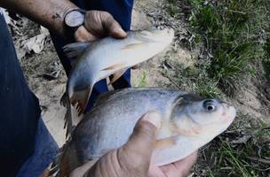 Produção de peixes (Foto: Reprodução) Produção de peixes (Foto: Reprodução)